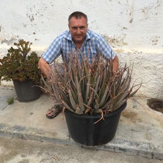 Ton Rimbau aplica aloe vera a las hojas de las cepas para protegerlas del sol y como fungicida, también combate la virosis.