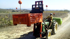 vendimia Porcellànic 2013. Ton Rimbau vendimiando.